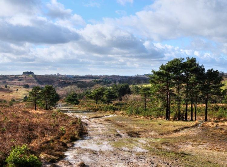 A view of Ashdown Forest